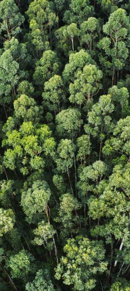 An overhead aerial shot of a thick forest with beautiful trees and greenery